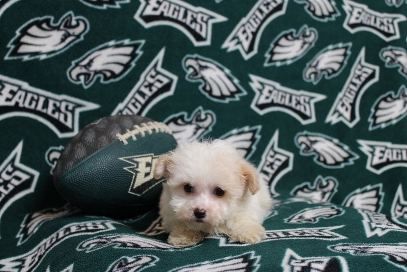 puppy, for, sale, Maltipoo, Matthew B. Stoltzfus, dog, breeder, Gap, PA, dog-breeder, puppy-for-sale, forsale, nearby, find, puppyfind, locator, puppylocator, aca